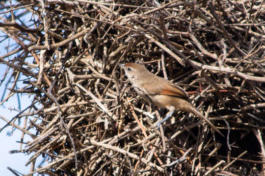 Image of Rufous-fronted Thornbird