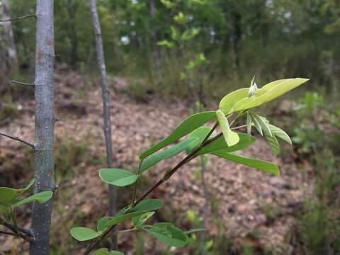 Image of Dendrolobium lanceolatum (Dunn) Schindl.