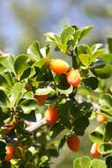 Image of Wilde apricot