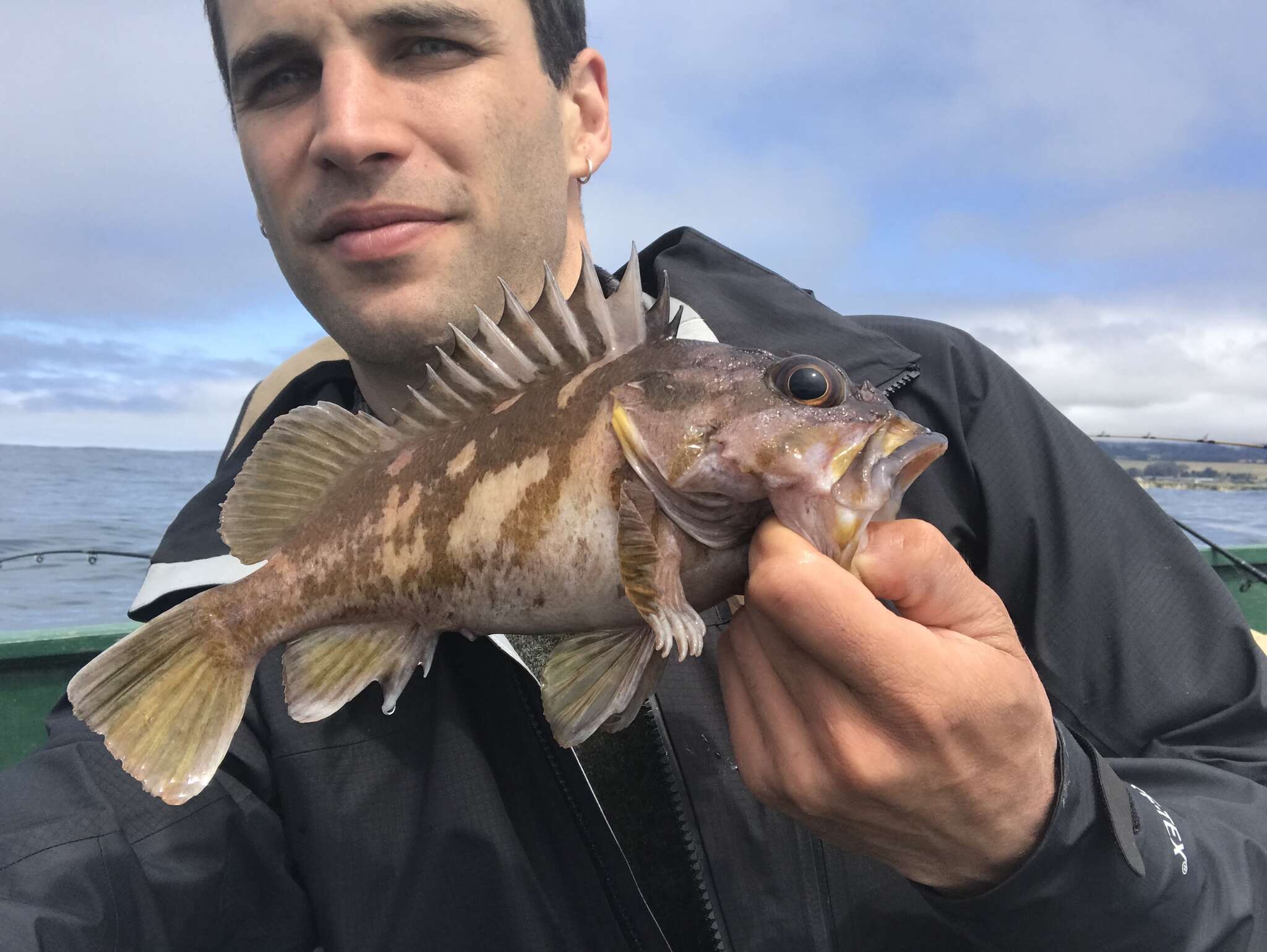 Image of Gopher rockfish