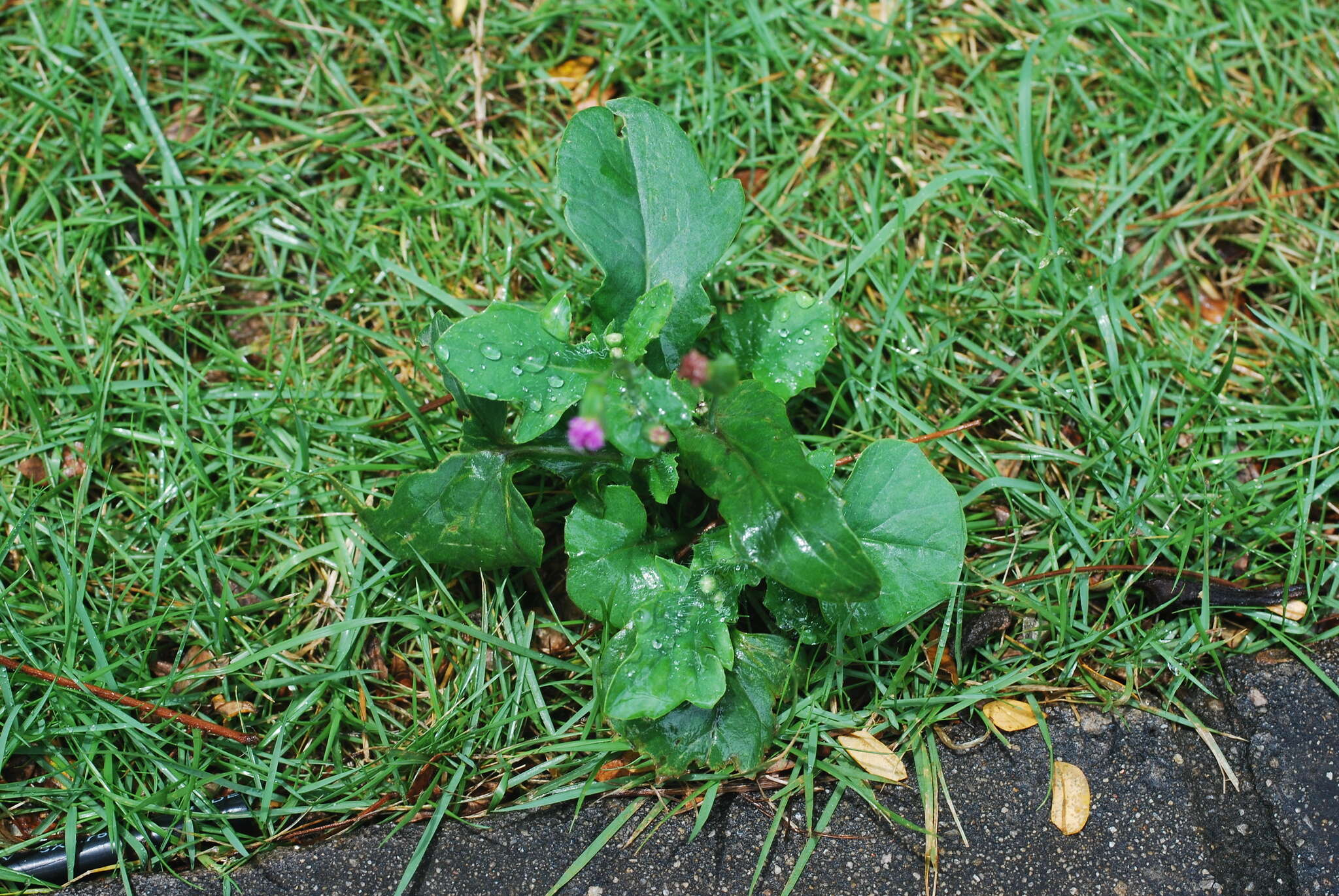 Image of lilac tasselflower