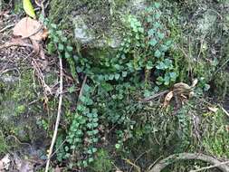 Image of Asplenium flabellifolium Cav.