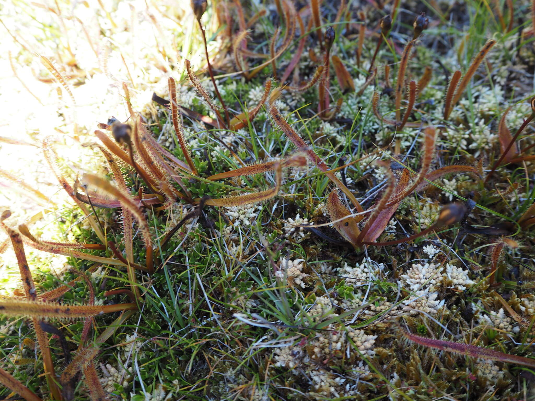 Image of Drosera arcturi Hook.