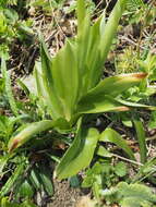 Image of Orchis × loreziana subsp. kisslingii