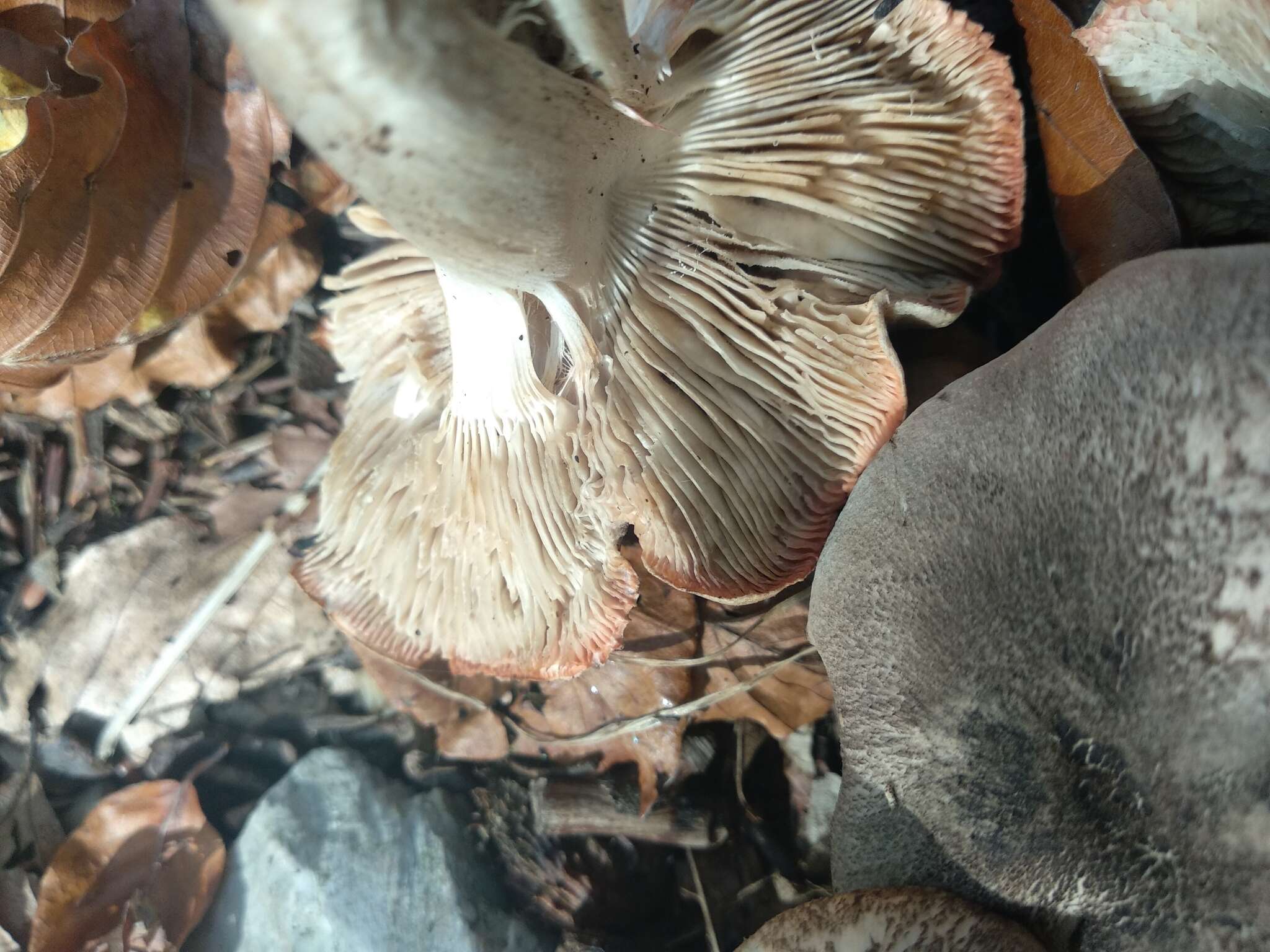 Imagem de Tricholoma orirubens Quél. 1872