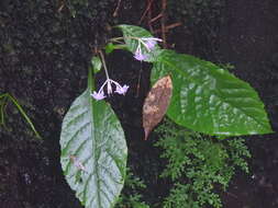 Image of Conandron ramondioides Sieb. & Zucc.