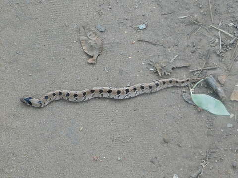 Image of Snouted Night Adder