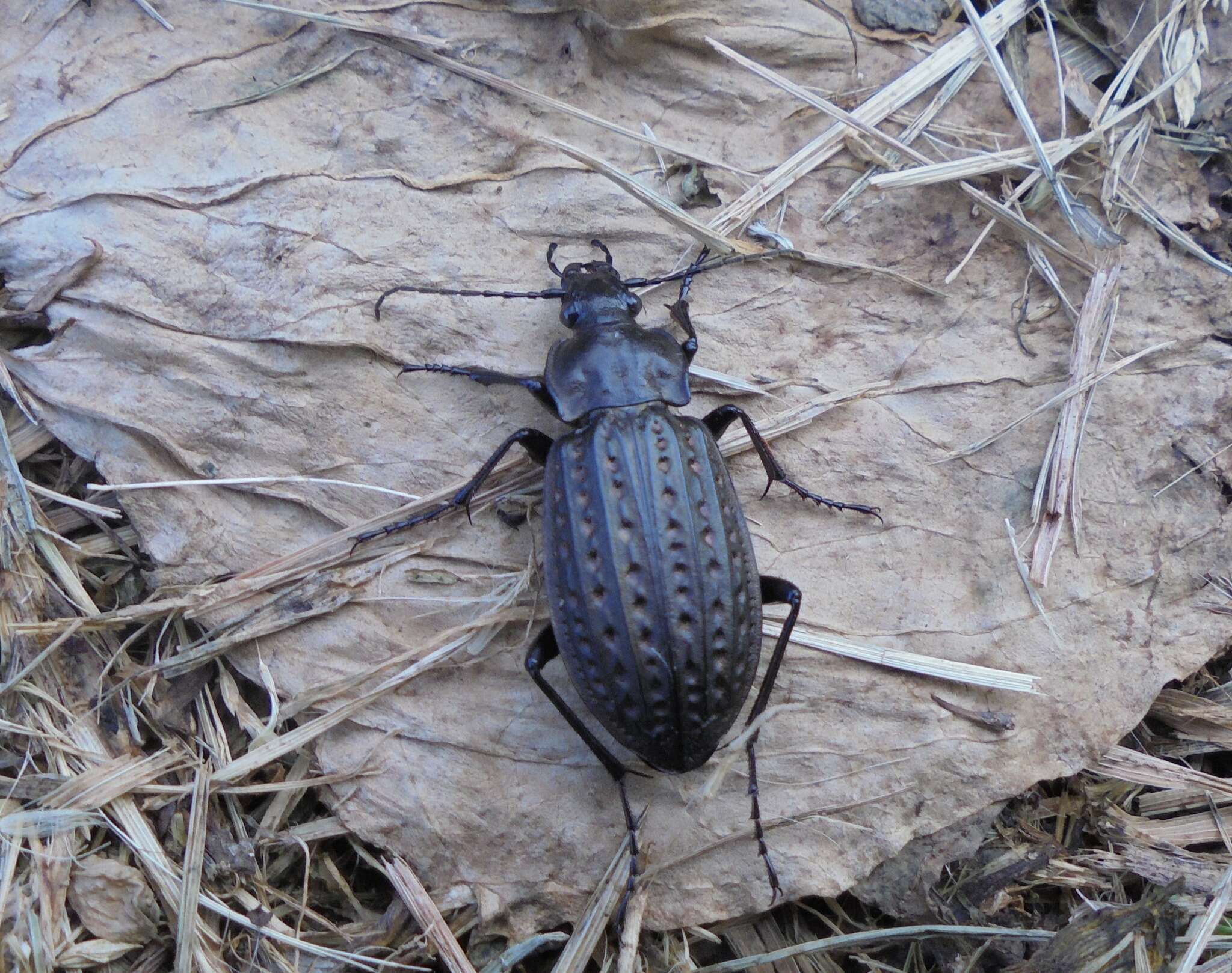 Imagem de Carabus (Limnocarabus) clatratus Linnaeus 1760