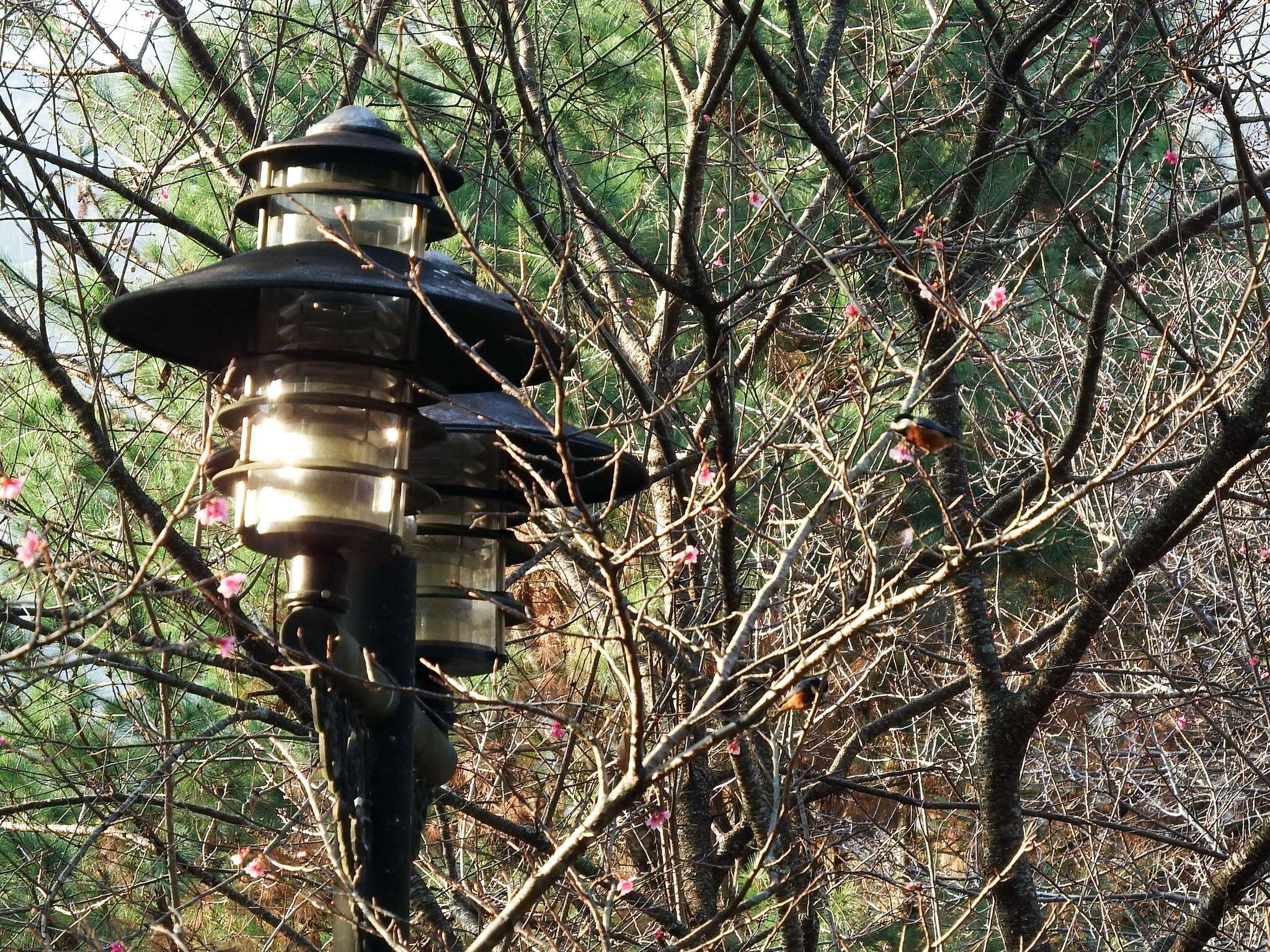 Image of Chestnut-bellied Tit