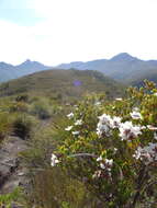 Sivun Leptospermum nitidum Hook. fil. kuva