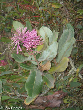 Imagem de Oreocallis grandiflora (Lam.) R. Br.