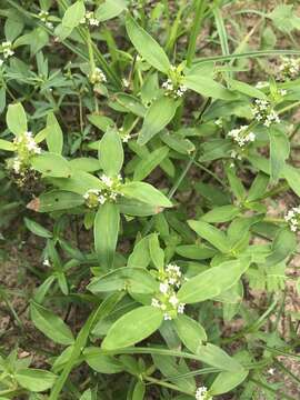 Image of Tropical Girdlepod