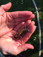 Image of Great Crested Newt