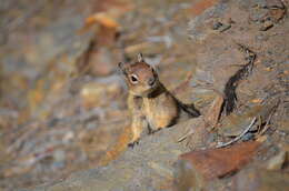 Image of Callospermophilus saturatus (Rhoads 1895)