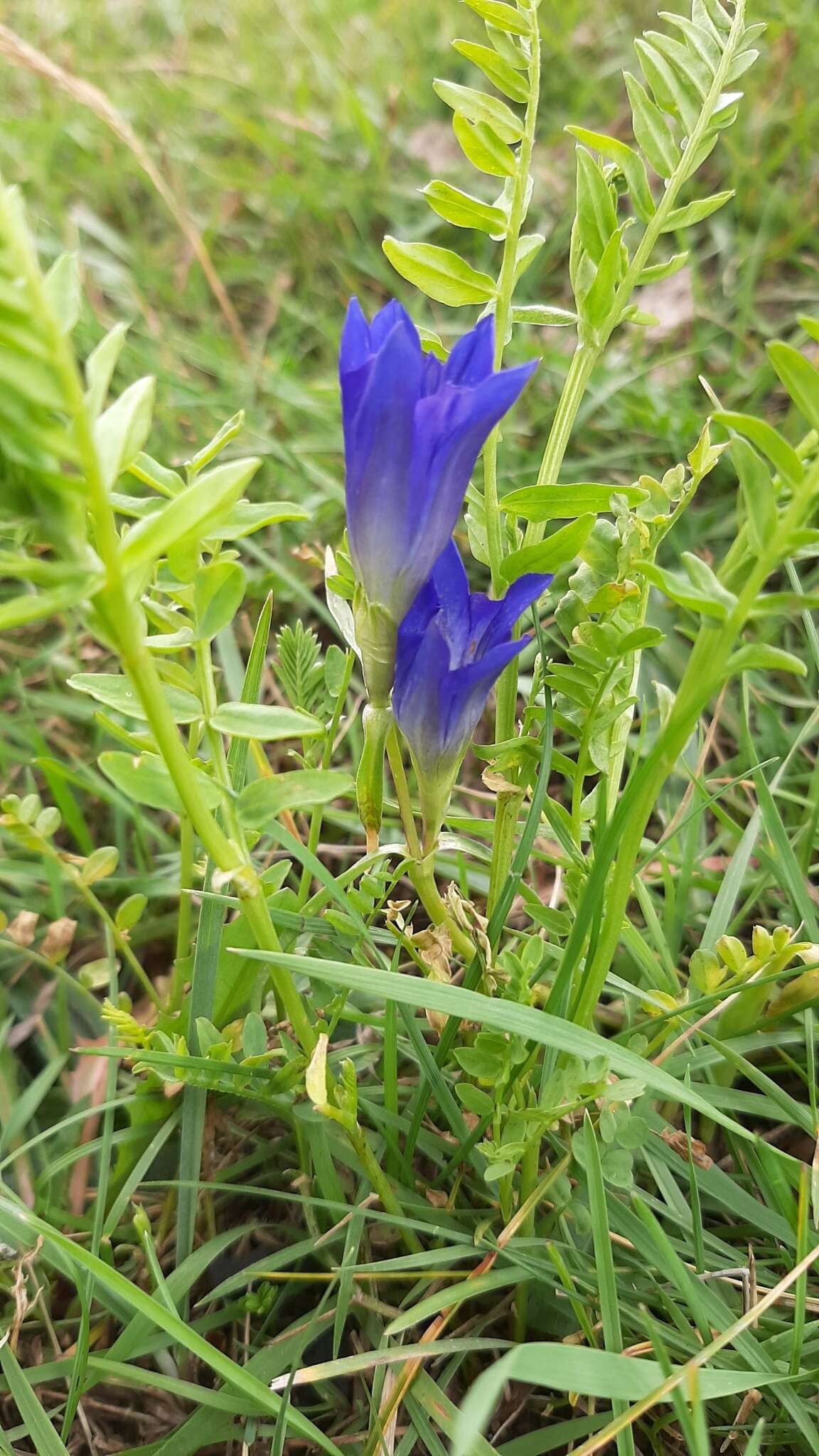 صورة Gentiana decumbens L. fil.