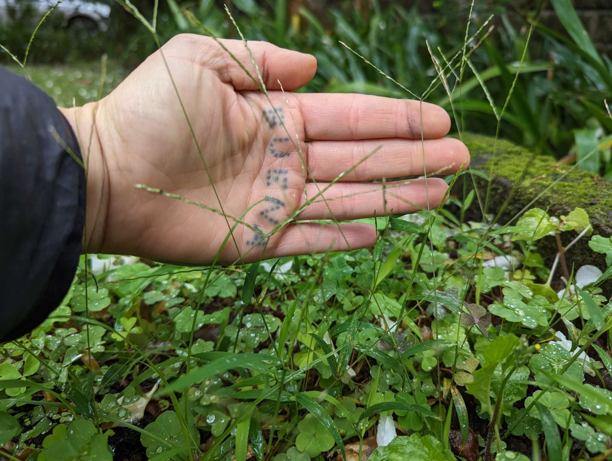 Image of Trailing Crab Grass