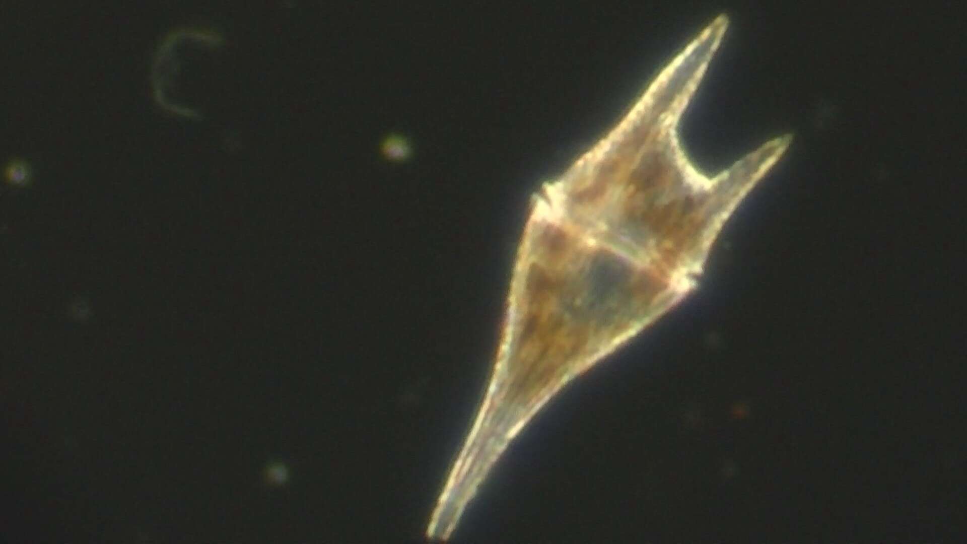 Image of Ceratium furca (Ehrenb.) Clap. & J. Lachm.