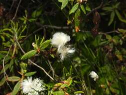 Image de Linaigrette dense