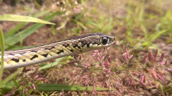 Image of Lygophis meridionalis (Schenkel 1901)