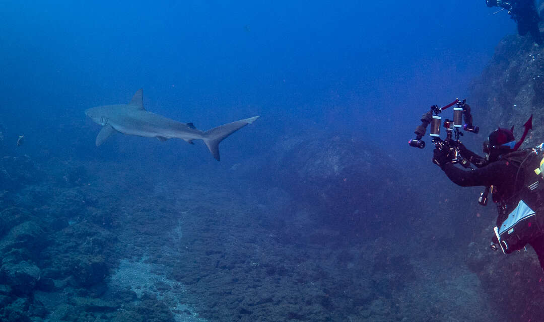 Image of Galapagos Shark