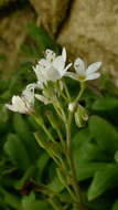 Image de Myosotis brockiei subsp. dysis Courtney & Meudt