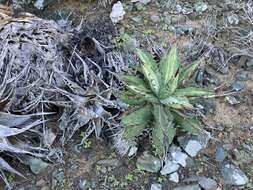 Agave margaritae Brandegee resmi