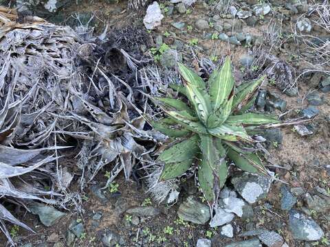 Image of Agave margaritae Brandegee