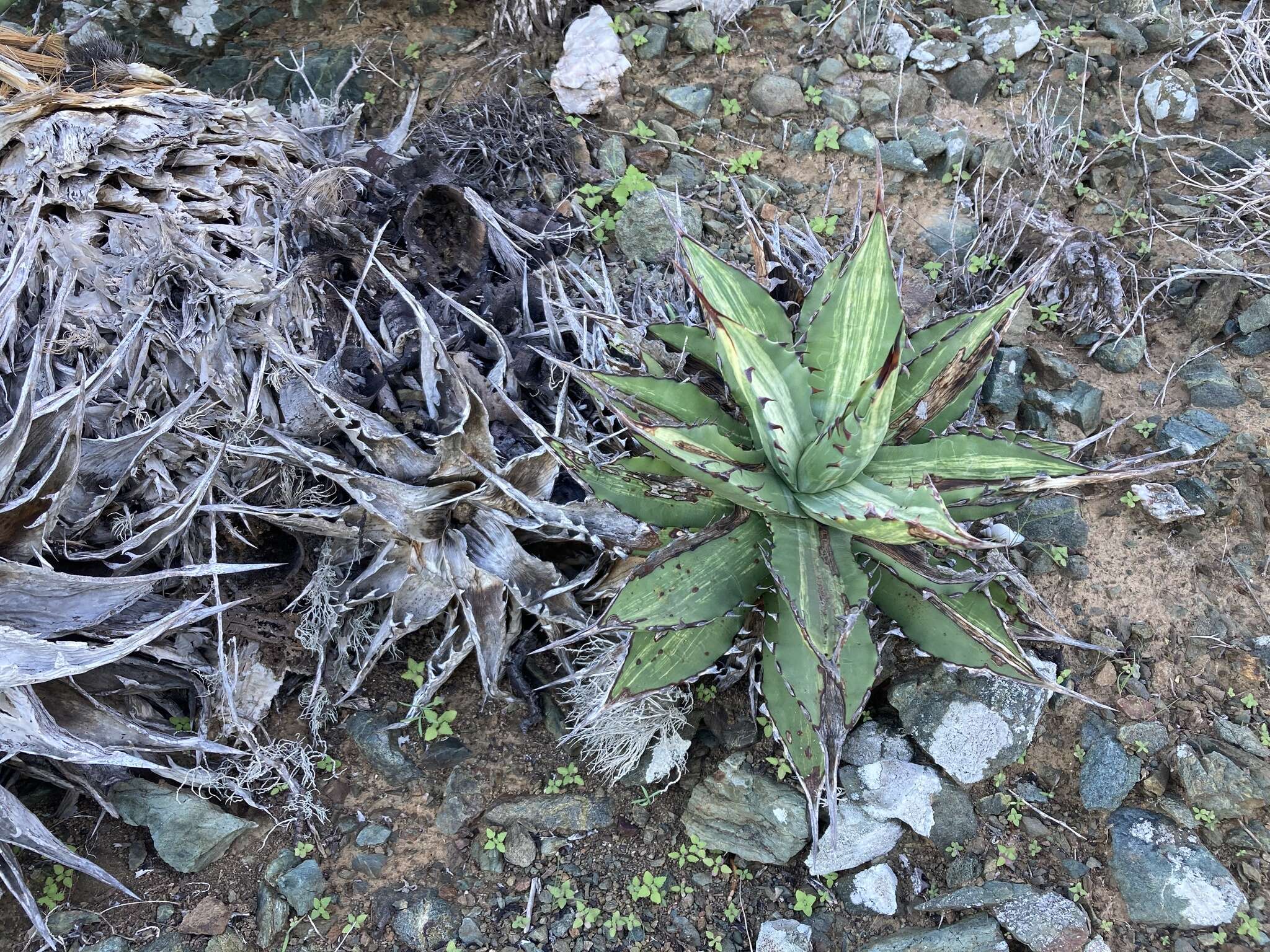 Agave margaritae Brandegee resmi