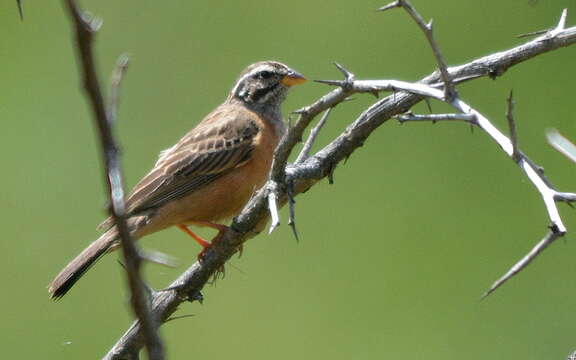 Image of Emberiza tahapisi tahapisi Smith & A 1836