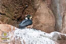 Image of Taita Falcon