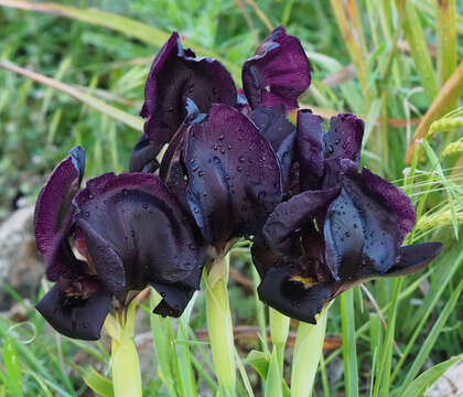 Image of Gilboa Iris