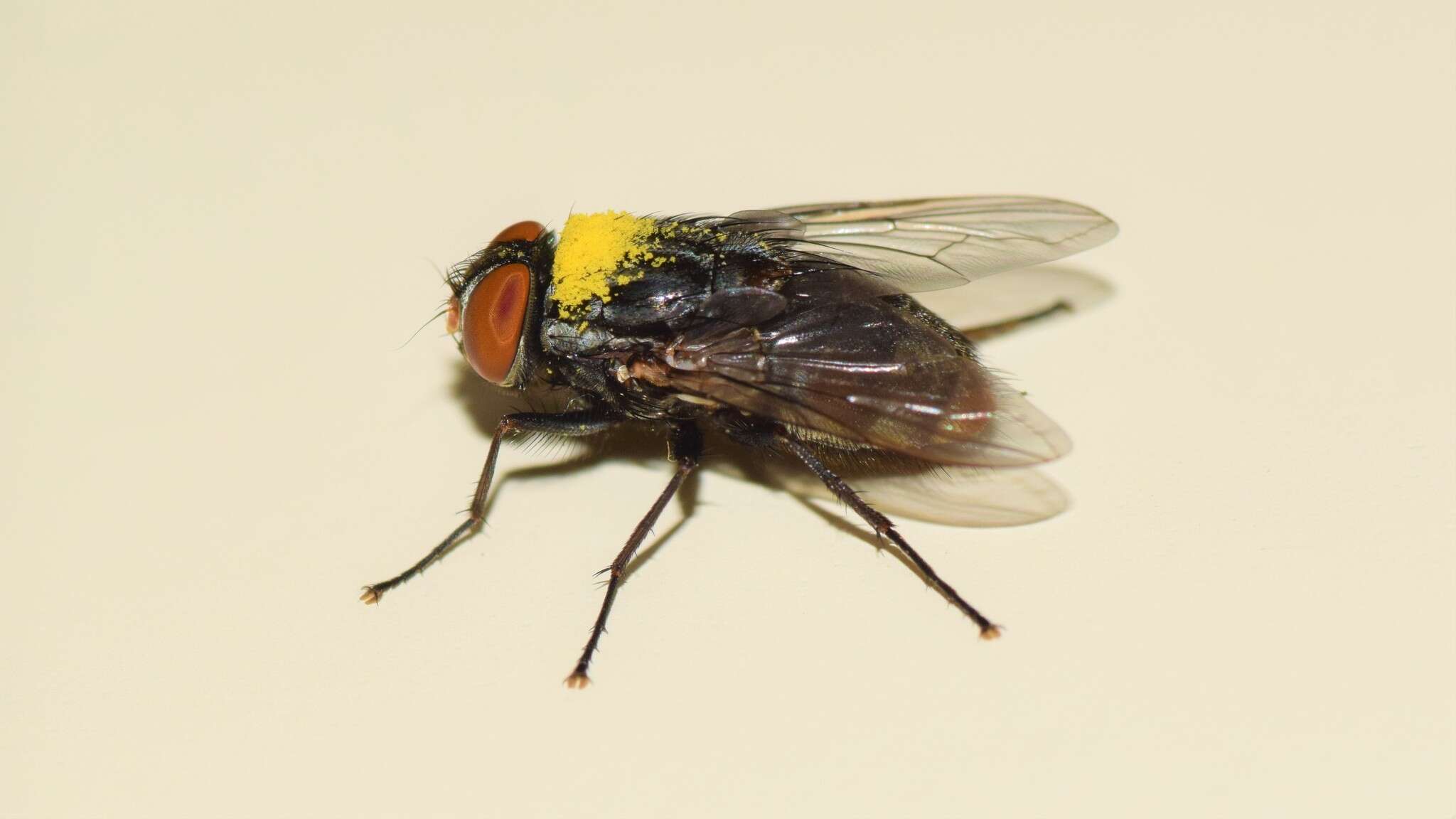 Image of Synthesiomyia