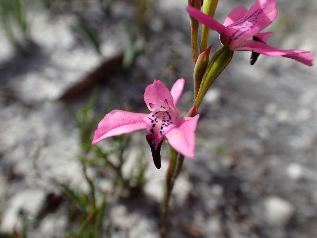 Image of Disa obliqua (Lindl.) Bolus