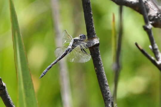 Image of Blue Cascader