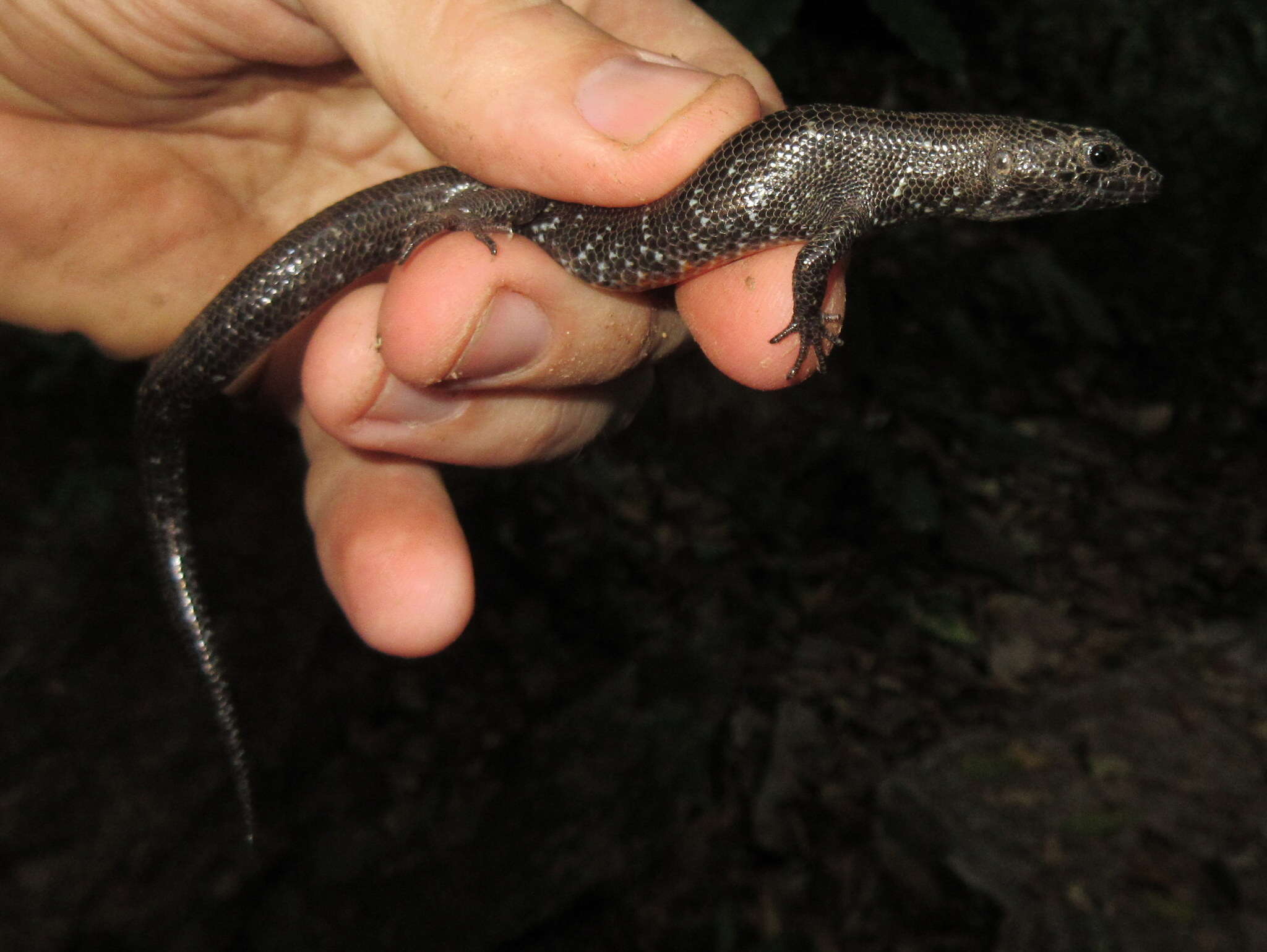 Imagem de Tropidophorus berdmorei (Blyth 1853)