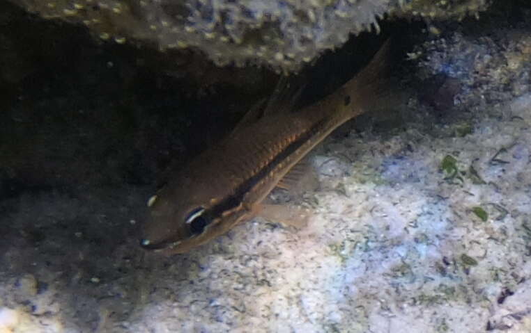 Image of Bridled cardinalfish