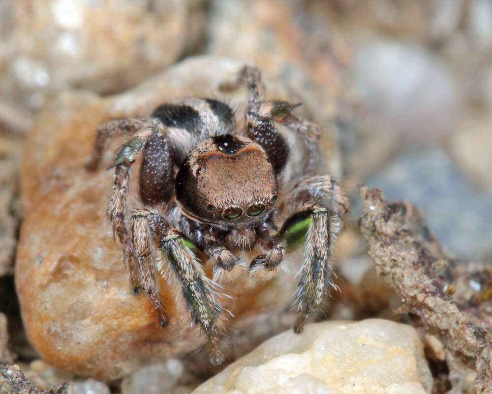 Image of Habronattus calcaratus (Banks 1904)