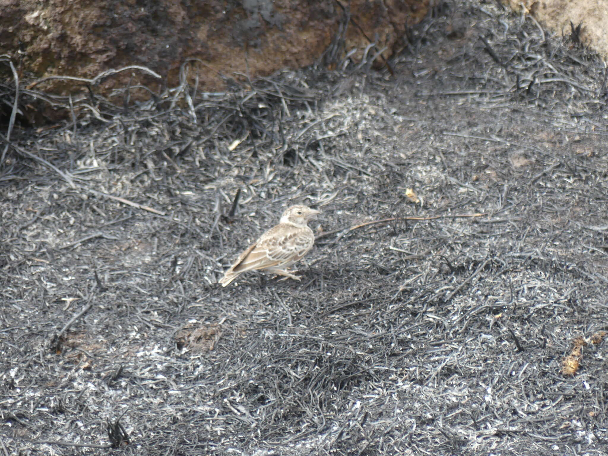 Image de Alouette-moineau de Fischer