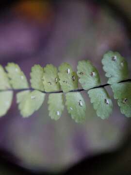 Image of spleenwort