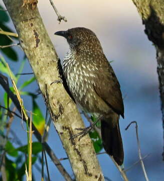 Image of Southern Arrow-marked babbler