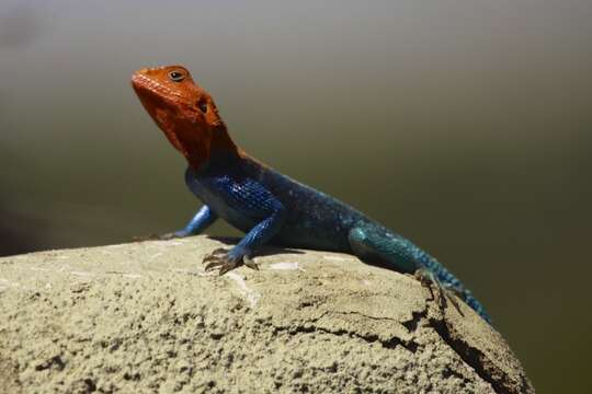 Image of Kenya Rock Agama