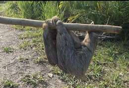 Image of Maned sloth