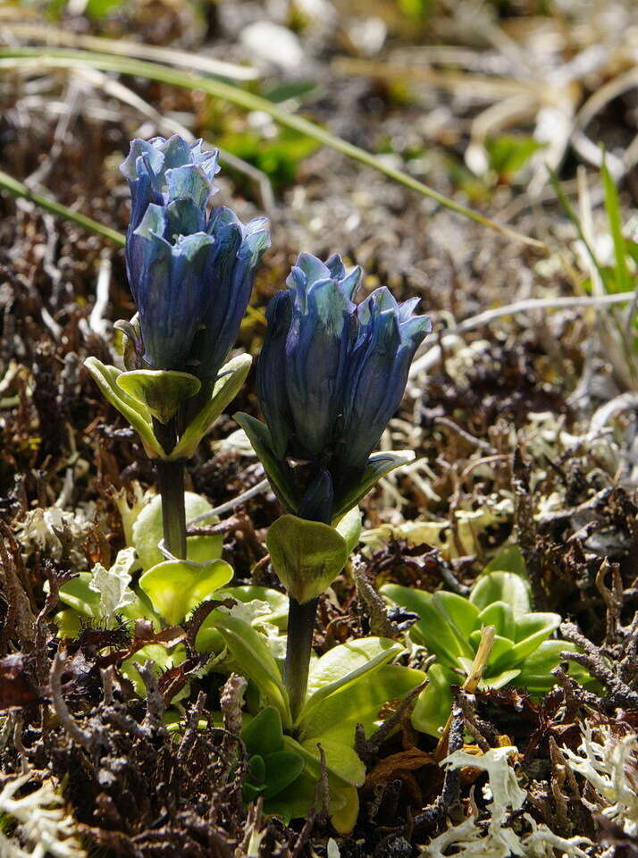 صورة Gentiana glauca Pall.