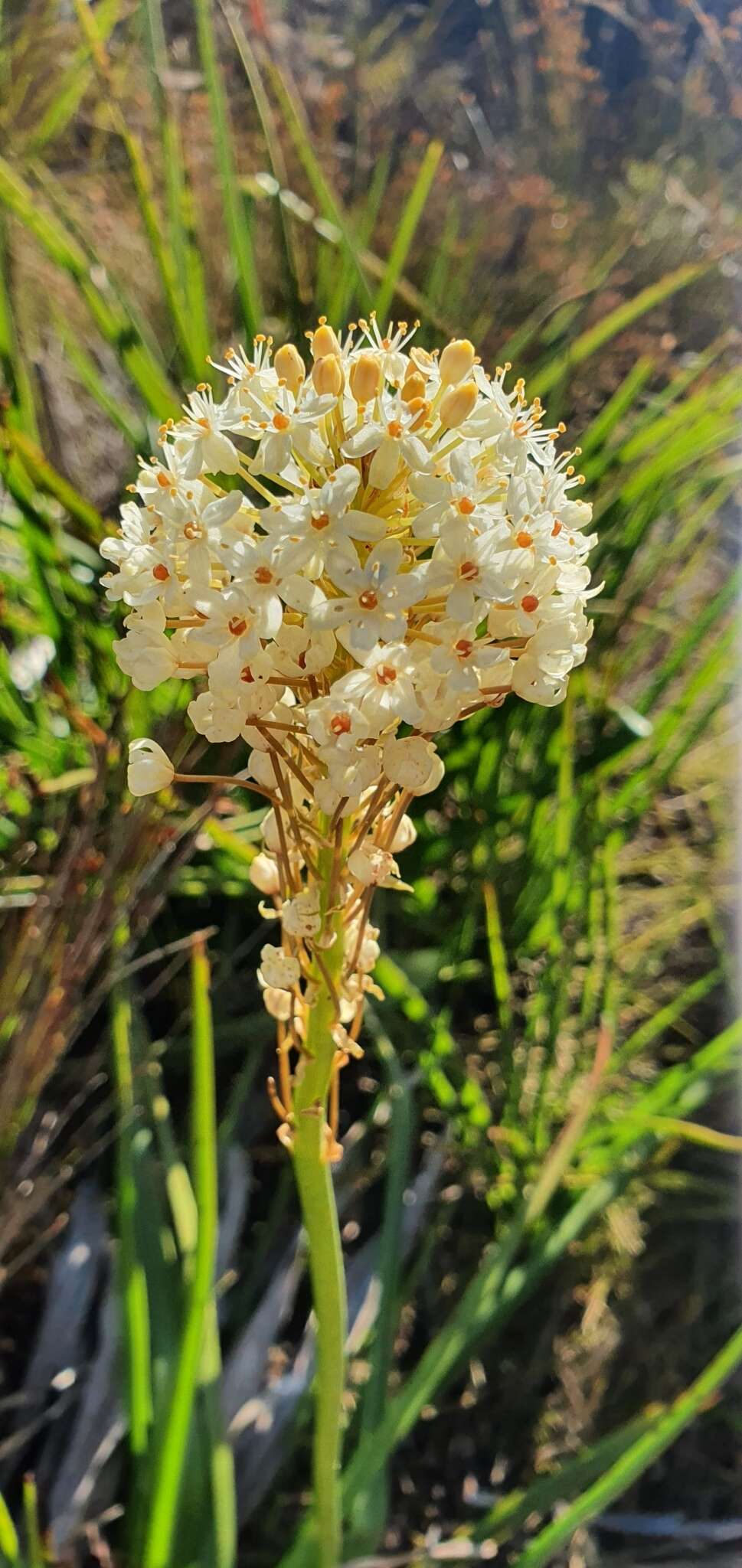 Image of Bulbinella nutans subsp. turfosicola (P. L. Perry) P. L. Perry