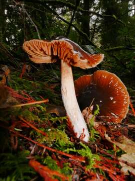 Image of Cortinarius seidliae Ammirati, Niskanen & Liimat. 2015