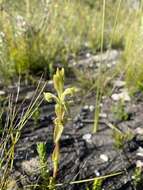 Image de Satyrium outeniquense Schltr.