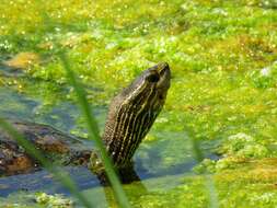 Image of Caspian turtle