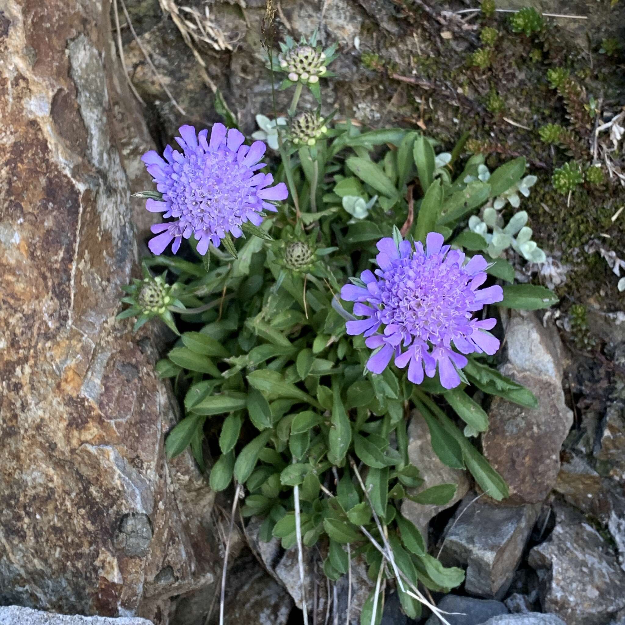 Image de Scabiosa lacerifolia Hayata