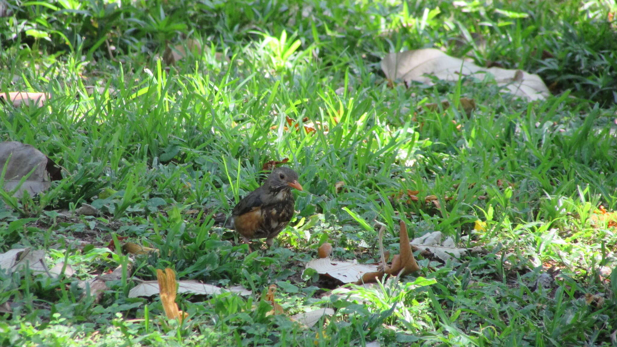 Turdus libonyana peripheris Clancey 1952的圖片