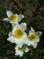 Image de Pulsatilla alpina subsp. cottianaea (Beauv.) D. M. Moser